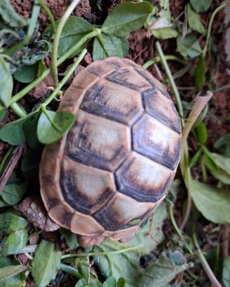 Tartarugh di terra baby sarde marginate