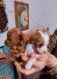 Barboni toy particolor