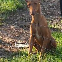 Cucciolone cirneco dell Etna