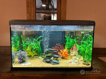 Acquario 60 litri