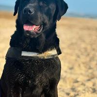 Labrador puro con pedigree per accoppiamento