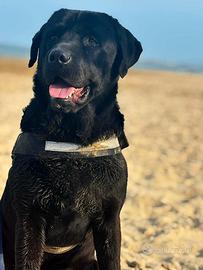 Labrador puro con pedigree per accoppiamento