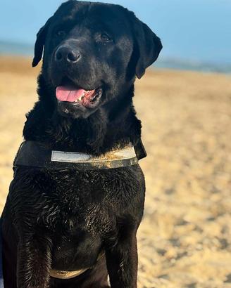 Labrador puro con pedigree per accoppiamento