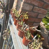 Orbea e huernia