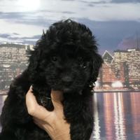 Maschietto di barboncino nero piccolo