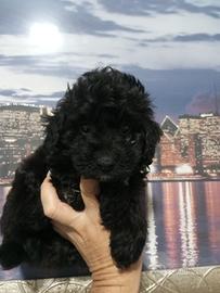 Maschietto di barboncino nero piccolo