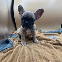 Bulldog Francese con Pedigree