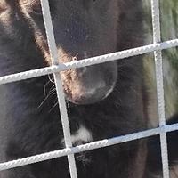 Cane in adozione taglia medio contenuta