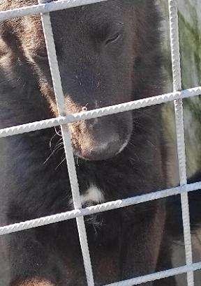 Cane in adozione taglia medio contenuta