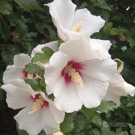 Semi di ibisco siriaco bianco
