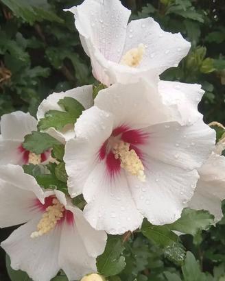 Semi di ibisco siriaco bianco