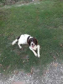 Springer spaniel 7 anni