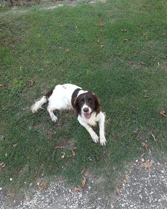 Springer spaniel 7 anni