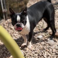 Allevamento Boston terrier