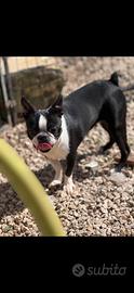 Allevamento Boston terrier