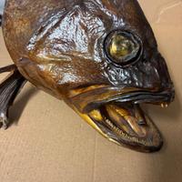 testa di pesce imbalsamata trota rare trofeo unico