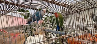 inseparabili 