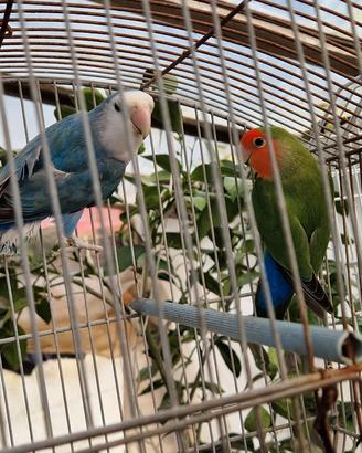 inseparabili 