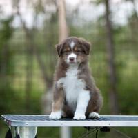 Cuccioli Australian Shepherd