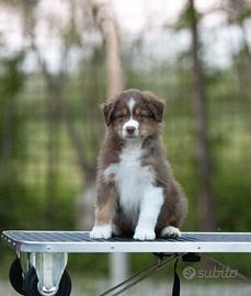 Cuccioli Australian Shepherd