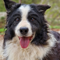 Nonna Margot dolce Border Collie