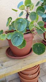 Pilea - pianta delle monete