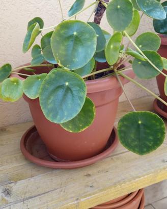 Pilea - pianta delle monete