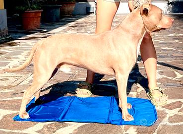 Pitbull silver red nose per monta