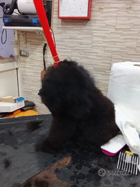 Barboncina Toy nera di quasi quattro mesi