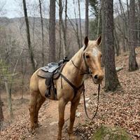 Mezzafida cavallo