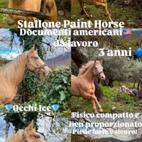 Stallone paint