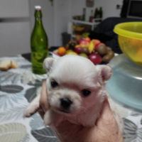 Cuccioli chihuahua