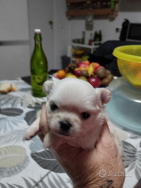 Cuccioli chihuahua