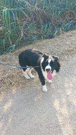 Border colli maschio 4 anni