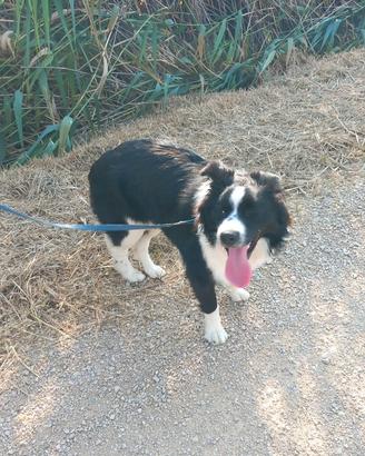 Border colli maschio 4 anni