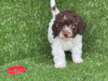 Lagotto romagnolo