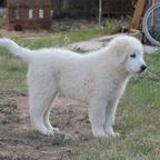 Pastore maremmano abruzzese linea marsicano