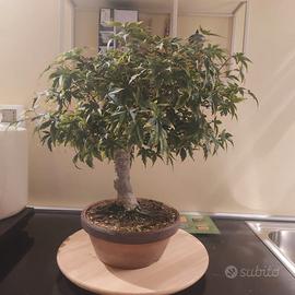 Bonsai Acero Palmatum " SEIGEN "