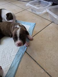 Pitbull