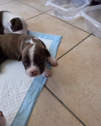 Pitbull