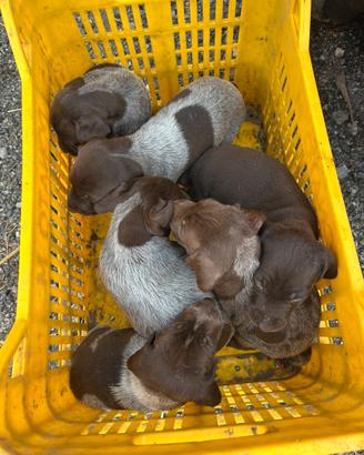Cani da tartufo
