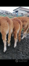 Vitelli da reinstallo