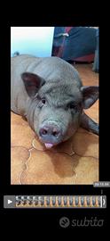 Maialina vietnamita