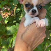 Chihuahua maschio super mini 1,5 kg 9 mesi