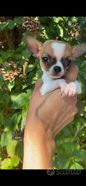 Chihuahua maschio super mini 1,5 kg 9 mesi
