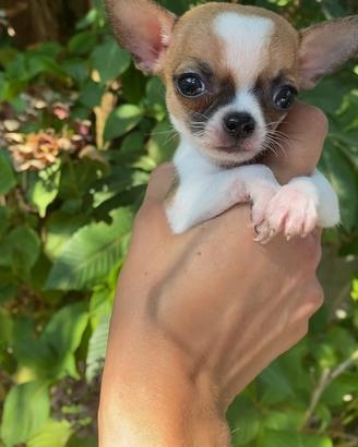 Chihuahua maschio super mini 1,5 kg 9 mesi