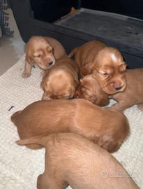 Cuccioli cocker spaniel