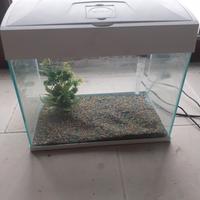 Acquario