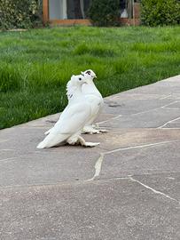 Colombi Piccioni Ornamentali