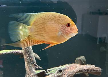 Ciclide Heros gold red spotted